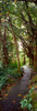 Footpath passing through a forest, Akaka Falls State Park, Hawaii County, Hawaii, USA Poster Print - Item # VARPPI157304