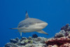 Blacktip reef shark (Carcharhinus melanopterus); Yap, Micronesia PosterPrint - Item # VARDPI2424178