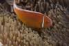 Pink anemonefish in its host anenome, Fiji Poster Print - Item # VARPSTTMO400537U