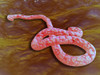 Microscopic view of Ebola virus. EBOV causes extremely severe disease in humans and in non-human primates in the form of viral hemorrhagic fever Poster Print - Item # VARPSTSTK700316H