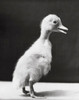 Peking duckling standing Poster Print - Item # VARSAL25529742