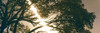 Low angle view of Camphor tree, La Jolla, San Diego, San Diego County, California, USA Poster Print - Item # VARPPI168175