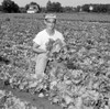 Farmer on cabbage field Poster Print