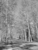 USA  New Hampshire  Shelburne  birches along Presidential Highway 2 Poster Print - Item # VARSAL255423998