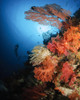 Diver swims by a soft coral reef, Indonesia Poster Print - Item # VARPSTTSW400185U