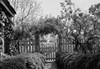 USA  Virginia. near Burrowsville  garden gate with wisteria vine and roses at Branden Plantation on James River Poster Print - Item # VARSAL255424732