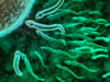 Microscopic view of sperm swimming towards egg Poster Print - Item # VARPSTSTK700473H