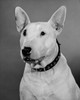 Close-up of a Bull Terrier Poster Print - Item # VARSAL25531319