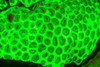 http://c328301.r1.cf1.rackcdn.com/PDDAS11SWE0044.jpg