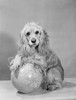 Studio shot of Cocker Spaniel with globe Poster Print - Item # VARSAL255422568