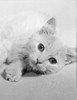 Portrait of domestic cat Poster Print - Item # VARSAL255424487