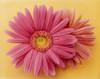 Close up of two pink zinnias on yellow gold background Poster Print by Panoramic Images (36 x 29) - Item # PPI118059