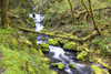 A Stream Flowing Through The Forest PosterPrint - Item # VARDPI1875552