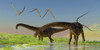 A flock of Pterosaur birds fly over two Diplodocus dinosaurs feeding in a lush marsh Poster Print - Item # VARPSTCFR200086P