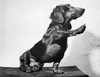 Close-up of a dachshund reaching out with its paw Poster Print - Item # VARSAL25531334