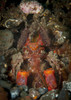 Giant mantis shrimp, also known as Lisa's mantis shrimp, peering from burrow, Tulamben, Bali, Indonesia Poster Print - Item # VARPSTSJN400644U