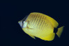 Hawaii, Close-Up Side View Of Milletseed Butterflyfish (Chaetodon Miliaris) A83G PosterPrint - Item # VARDPI1997962