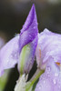 Close up of Iris; Quebec, Canada PosterPrint - Item # VARDPI12259603