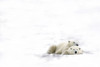 Two Polar Bears Laying Together PosterPrint - Item # VARDPI1826512