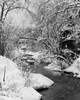 Stream flowing through a forest Poster Print