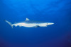 California, Blue Shark (Prionace Glauca) Clear Blue Water Near Surface, Side View PosterPrint - Item # VARDPI2003410