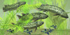 Dipterus is an extinct freshwater lungfish from the Devonian Period of Australia and Europe Poster Print - Item # VARPSTCFR200247P