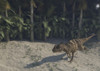 Ceratosaurus running across prehistoric landscape Poster Print - Item # VARPSTKVA600391P