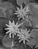 Close up of water lily Poster Print - Item # VARSAL255423543