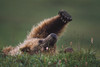 Grizzly Bear (Ursus Arctos) Stretching; Denali National Park And Preserve, Alaska, Usa PosterPrint - Item # VARDPI1865361