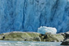 An Iceberg Rests On The Top Of Boulders After Being Tossed On Shore By The Tidal Wave From Calving Dawes Glacier In The Background, Endicott Arm, Southeast Alaska, Summer PosterPrint - Item # VARDPI2138915