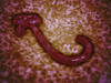 Microscopic view of ebola virus Poster Print - Item # VARPSTSTK701060H