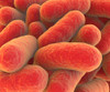 Microscopic view of bacteria Poster Print - Item # VARPSTSTK700851H