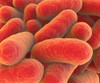 Microscopic view of bacteria Poster Print - Item # VARPSTSTK700851H