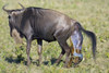 Side profile of a wildebeest giving birth to its calf  Ngorongoro Crater  Ngorongoro Conservation Area  Tanzania Poster Print by Panoramic Images (16 x 11) - Item # PPI95746