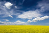 http://c328301.r1.cf1.rackcdn.com/DPI12285330LARGE.jpg