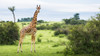 Giraffe (Giraffa camelopardalis), Murchison Falls National Park; Urganda PosterPrint - Item # VARDPI12285264