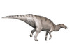 Edmontosaurus dinosaur, white background Poster Print - Item # VARPSTNBT600099P