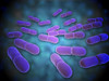 Microscopic view of Listeria monocytogenes. Listeria monocytogenes is the causative agent of the bacterial infection called listeriosis Poster Print - Item # VARPSTSTK700119H
