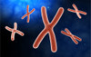 Microscopic view of chromosome Poster Print - Item # VARPSTSTK700048H