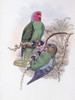 Tenimber Parrot John Gould Poster Print - Item # VARSAL900140758