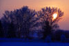 Sun Peeking Through Some Trees PosterPrint - Item # VARDPI1823568