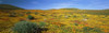 http://c328301.r1.cf1.rackcdn.com/PPI24457L.jpg