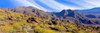 Flowering Shrubs  Anza Borrego Desert State Park  California Poster Print by Panoramic Images (36 x 12) - Item # PPI146697