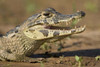 Yacare caiman (Caiman crocodilus yacare)  Three Brothers River  Meeting of the Waters State Park  Pantanal Wetlands  Brazil Poster Print by Panoramic Images (16 x 11) - Item # PPI125268