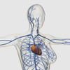 Medical illustration of circulatory system with heart and veins visible. Profile view of female chest area Poster Print - Item # VARPSTSTK700271H