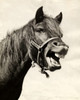 Horse neighing Poster Print - Item # VARSAL25522145