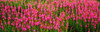 Flowers in bloom, Alaska, USA Poster Print