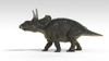 Triceratops dinosaur, white background Poster Print - Item # VARPSTKVA600765P