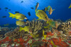 Hawaii, School Of Bluestripe Snappers (Lutjanus Kasmira) Among Coral Reef. PosterPrint - Item # VARDPI1992496