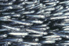 Hawaii, Close-Up Detail Of Schooling Anchovy, Side View (Stolephorus Species) PosterPrint - Item # VARDPI2001955